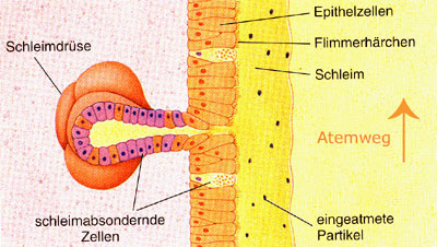 Gesundes Lungengewebe (schematische Darstellung)