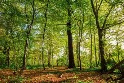 Waldspaziergang zum Stressabbau