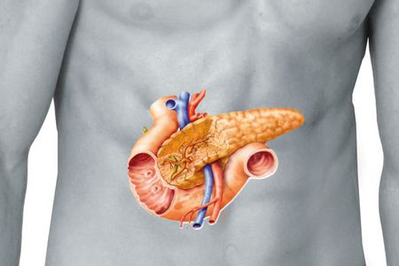 Schematische Darstellung der Bauchspeicheldrüse