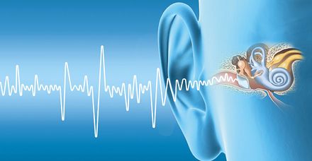 Werden die Haarzellen der H&ouml;rschnecke gesch&auml;digt, kann es zu einer hochgradigen Innenohrschwerh&ouml;rigkeit kommen (Bild: shutterstock.com/Axel_Kock)