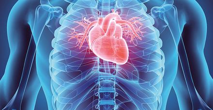 Das Herz ist das wichtigste Organ im menschlichen K&ouml;rper (Bild: shutterstock.com/MDGRPHCS)