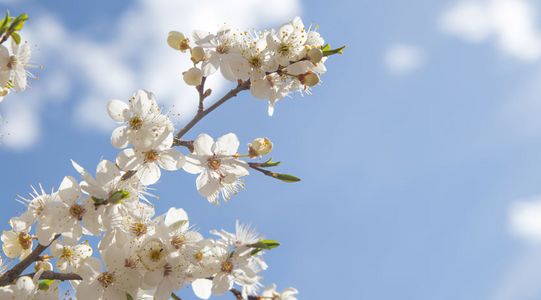 Aufbruch und Neubeginn &ndash;  zwischen Winter und Fr&uuml;hling (Bild: pixabay.com)