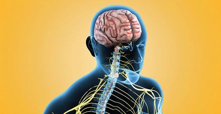 2024 feiert die Klinik f&uuml;r Neurologie im Marienhospital Stuttgart ihr 25-j&auml;hriges Bestehen (Bild: shutterstock.com/sciencepics)