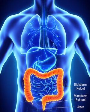 Schematische Darstellung des Darms