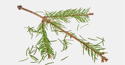 Der Weihnachtsbaum: F&uuml;r wenige Tage im Jahr bringt er Glanz in die Wohnzimmer (Bild: Domnitzky/shutterstock.com)