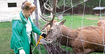 Nach der erfolgreichen pAVK-Behandlung: ausgedehnter Waldspaziergang zum Wildgehege, wo Gudrun L. ‚ihren‘ Hirsch Carsten besucht Nach der erfolgreichen pAVK-Behandlung: ausgedehnter Waldspaziergang zum Wildgehege, wo Gudrun L. ‚ihren‘ Hirsch Carsten besucht