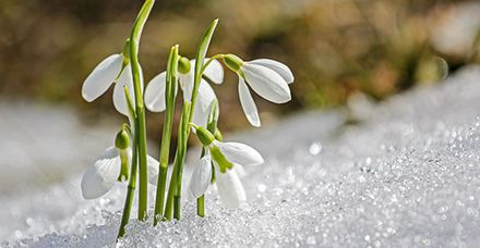 Schneeglöckchen: Neues wächst selbst mitten im kalten Winter (Foto: pixabay, sunflair)