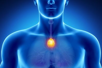 Thymusdrüse (schematische Darstellung) Thymusdrüse (schematische Darstellung)