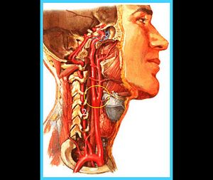 Anatomie der Halsarterien